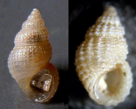Herradura 32m (Alvania 39-2398/400)